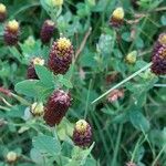 Trifolium spadiceum Цвят