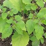 Physalis pruinosa Hoja