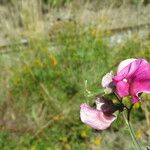 Lathyrus cirrhosus 花