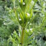 Galium tricornutum Hoja