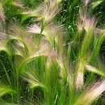 Hordeum jubatum Fruit