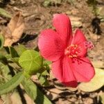 Hibiscus rhodanthus Blomst