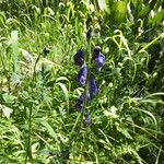 Aconitum columbianum Hábito