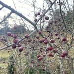 Crataegus laciniata Frucht