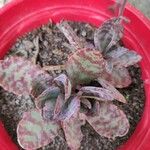 Kalanchoe marmorata List