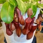 Nepenthes spp. 花