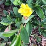 Hibbertia scandensFlower