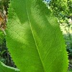 Inula racemosa Leaf