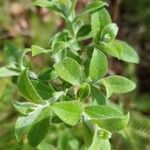 Salix cinerea পাতা