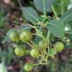 Solanum crispum 果