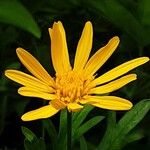 Euryops chrysanthemoides Floro