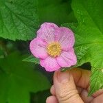 Rubus odoratus Floro