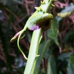 Smilax china Corteccia