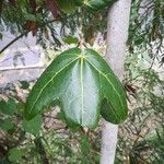 Acropogon bullatus Leaf