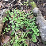 Adiantum jordanii Celota