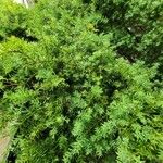 Podocarpus totara पत्ता