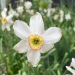 Narcissus poeticus Flower