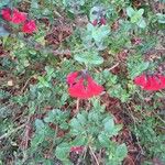 Salvia microphyllaŽiedas