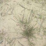 Eragrostis barrelieri 葉