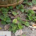 Pilea nummulariifolia Leaf