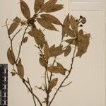 Sarcococca wallichii Otro