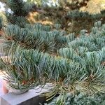 Pinus parviflora Blatt