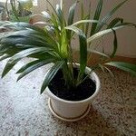 Howea forsteriana (F.Muell.) Becc.Leaf