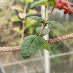 Rondeletia odorata Leaf