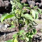 Solanum nigrumFoglia