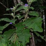 Solanum crinitum Habitus