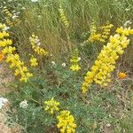 Lupinus arboreus Plante entière