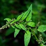 Lipandra polysperma Fuelha