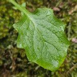Lapsana communis 葉