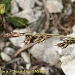 Carex sempervirens Blomma