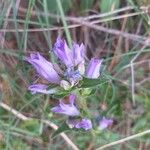 Campanula glomerata Цветок