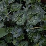 Cyclamen hederifolium Φύλλο
