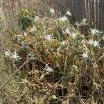 Pancratium maritimum Habit