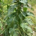 Verbascum lychnitis Blad