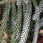 Araucaria laubenfelsii Blatt