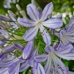 Agapanthus africanusFlor