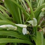 Allium paradoxum പുഷ്പം