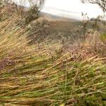 Paramochloa effusa Õis