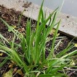 Typha minima Fleur