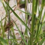 Cenchrus ciliaris Kůra