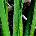 Hypoxis hygrometrica Leaf