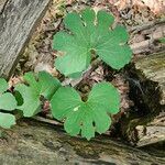 Sanguinaria canadensisLeht