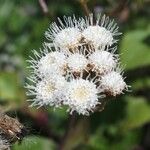 Ageratina adenophora Кветка