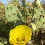 Opuntia strictaKwiat