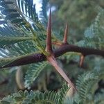 Vachellia erioloba Corteza