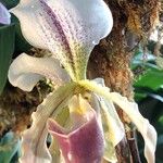 Paphiopedilum charlesworthii Virág